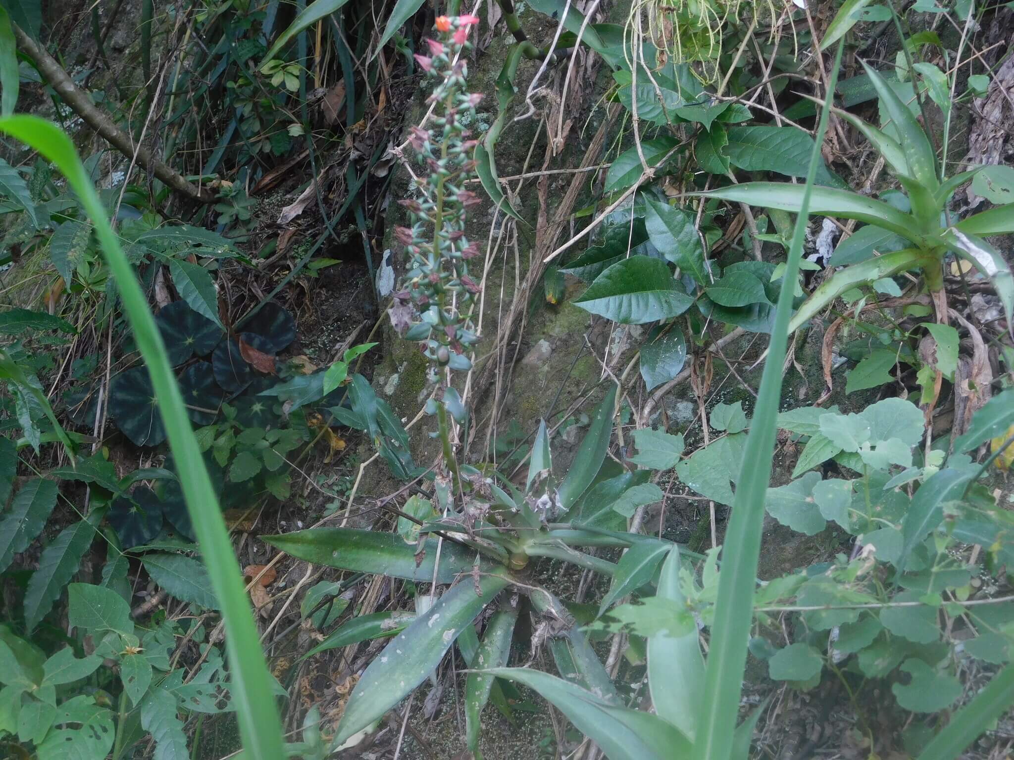 Echeveria canaliculata